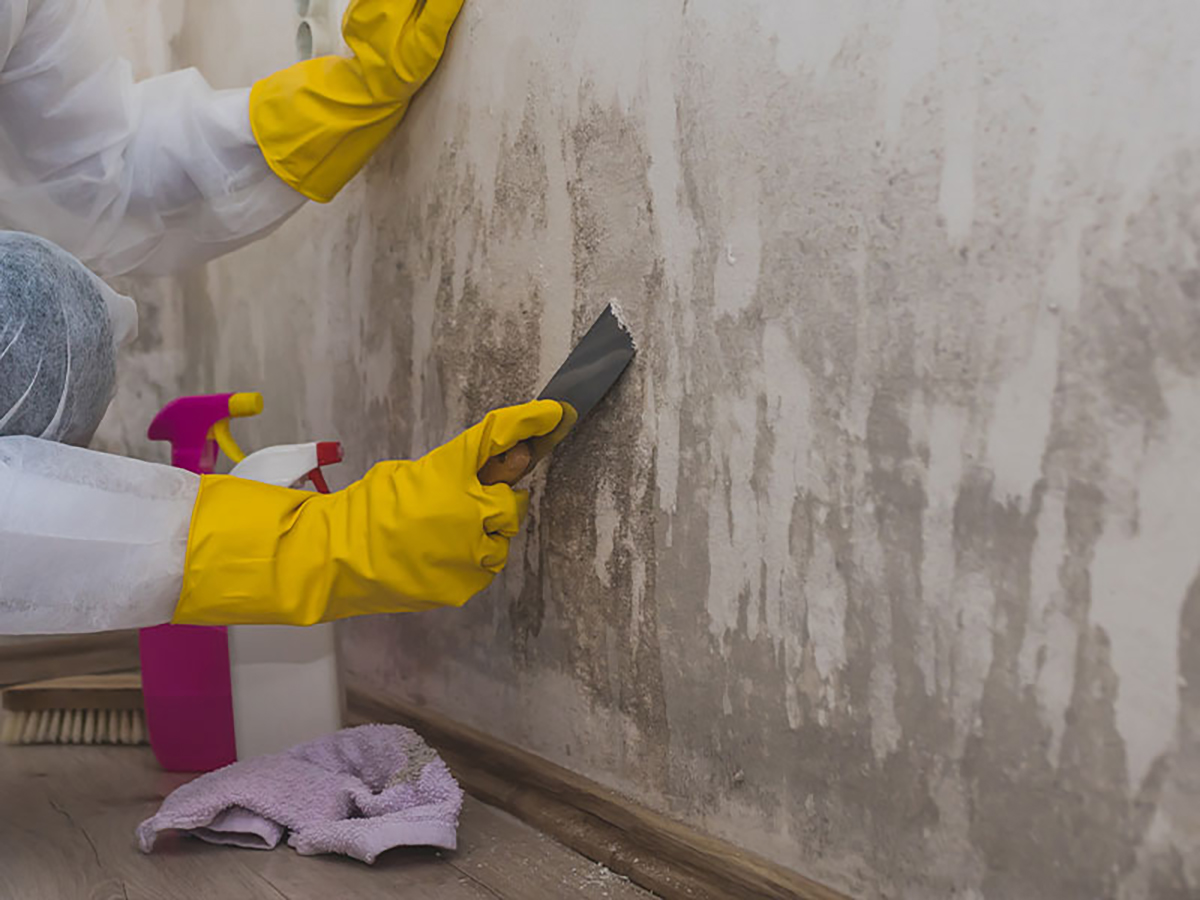 Commercial Mold & Mildew Remediation service in Dallas TX